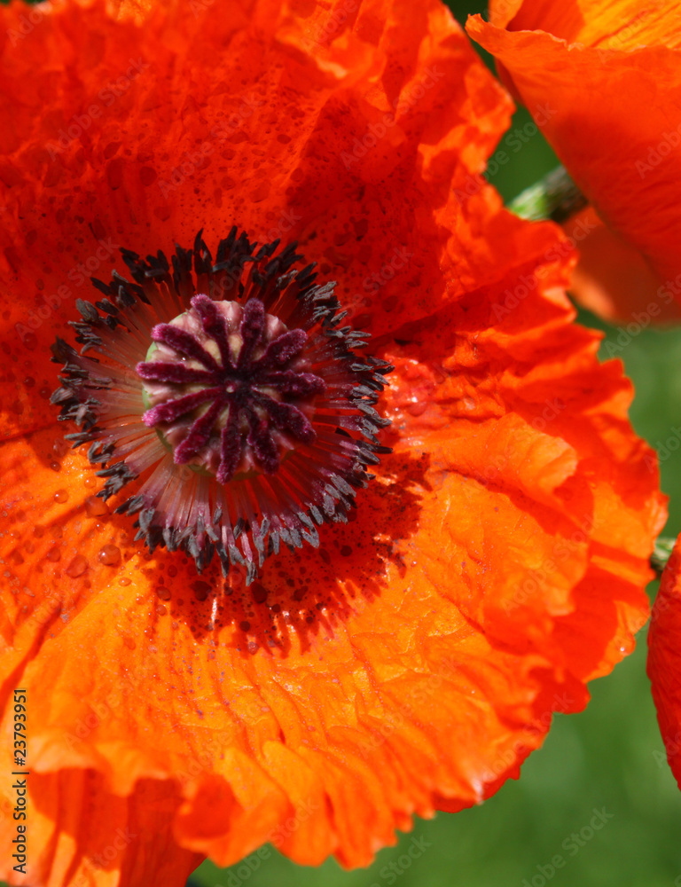 roter mohn roter mohn