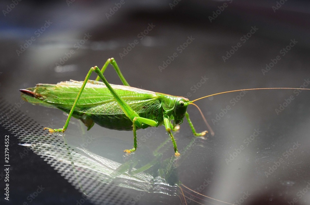 Fototapeta premium Cavalletta