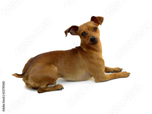 Chien pinscher nain