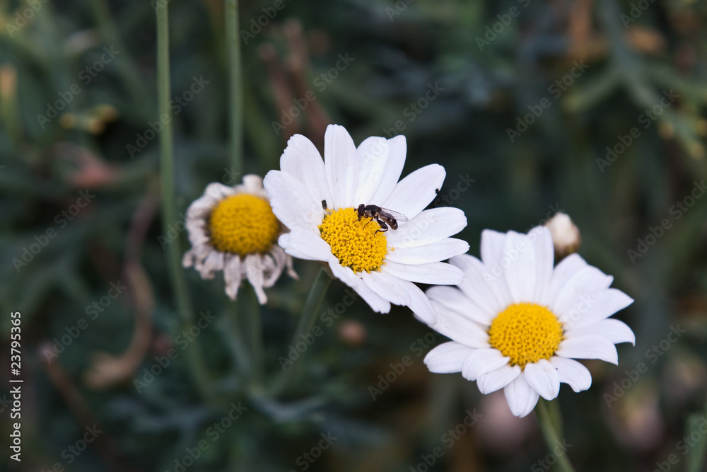 Obraz premium wasp on margueritte