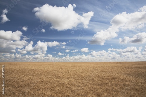 Wheat Field And Clouds In The Sky
