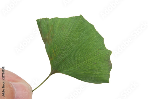 ginkgo leaf