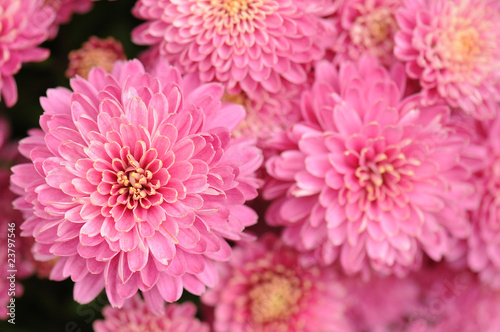 Pink Chrysanthemum background