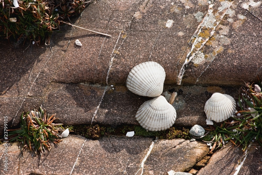 Obraz premium Clam Shells On A Rock