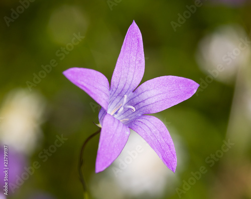 Small campanula