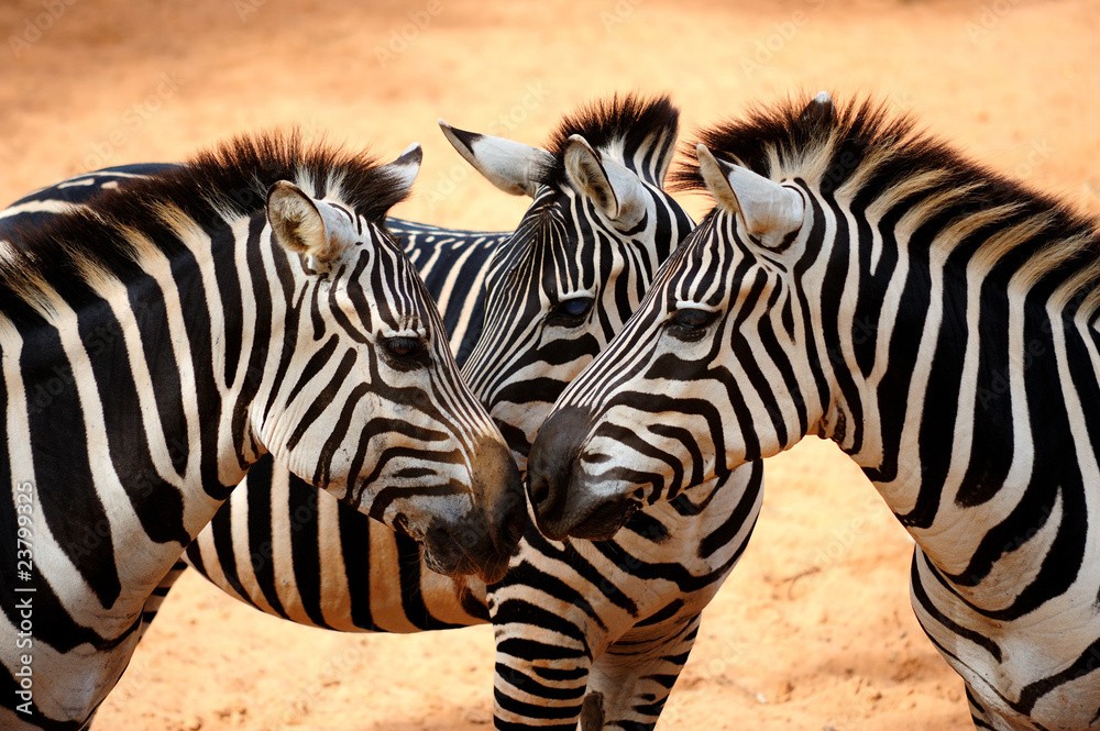 Three Zebras Kissing - obrazy, fototapety, plakaty 