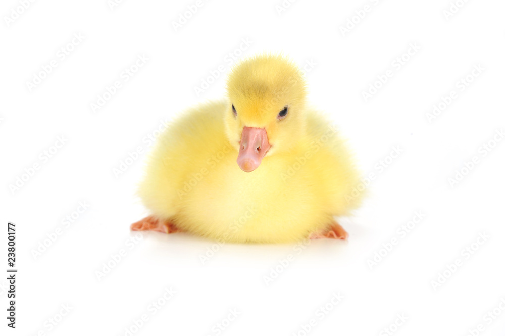 yellow fluffy duckling