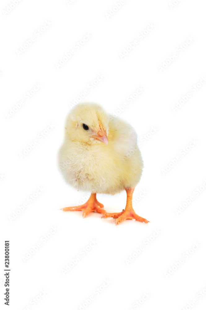 fluffy chicken fluffy chicken