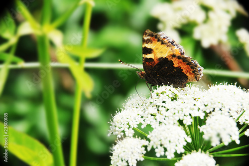 beautiful Butterfly #23800185