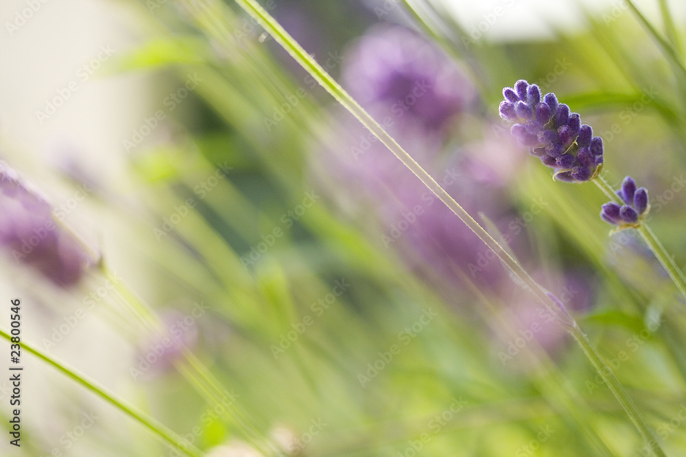 Obraz premium Hintergrundmotiv Lavendelfeld