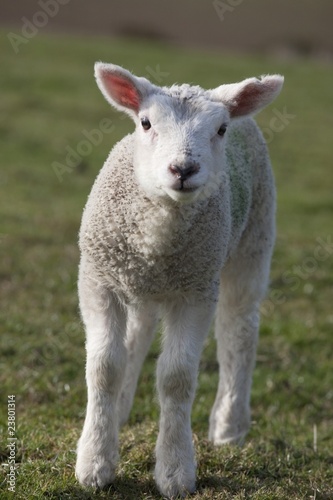 northumberland, england; a white lamb