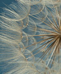Deken met foto Paardenbloem met waterdruppels Close-up of dandelion seed  © Smart Future