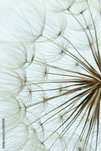 Close-up of dandelion seed