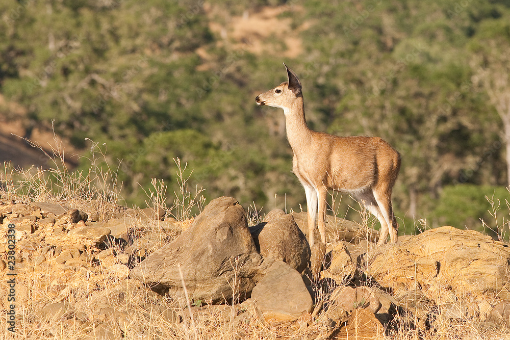Watchful Deer Watchful Deer