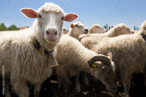 Fototapeta sheeps