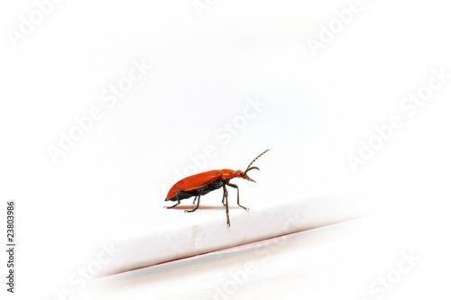 insecte rouge photo