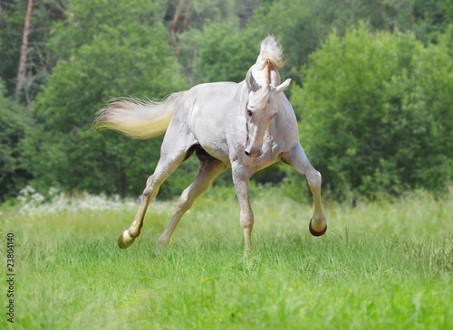 White orlov trotter