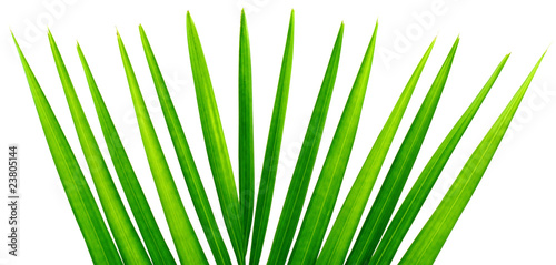 palme verte  fond blanc