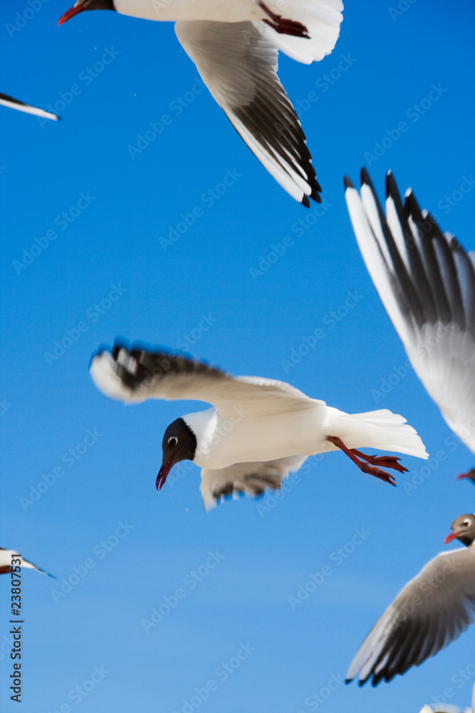 Fototapeta premium Flying Seagull