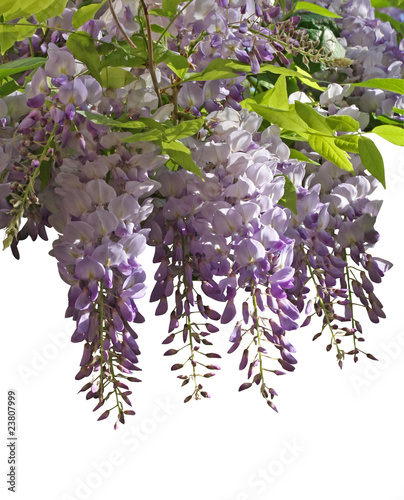 glycine mauve photo