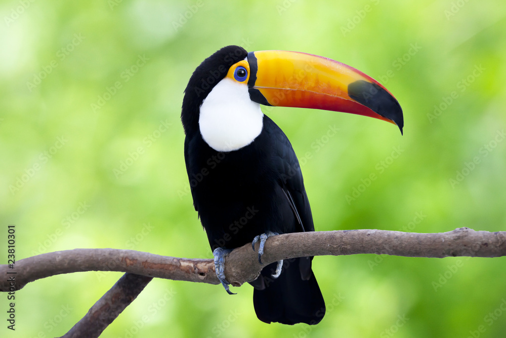 Fototapeta premium 木で休んでいるオニオオハシ