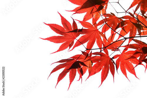 isolated red japanese maple