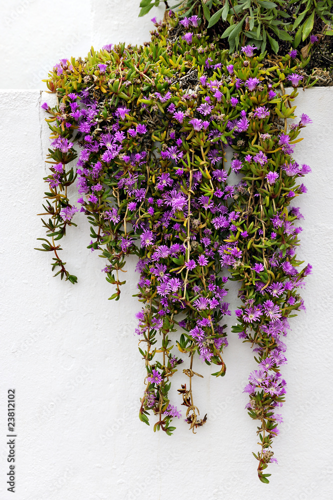 Obraz premium Iceplant Delosperma Cooperi trailing down a white wall in Cala d