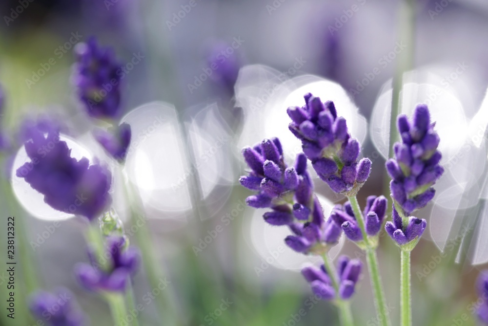 Fototapeta premium lavendel blüten