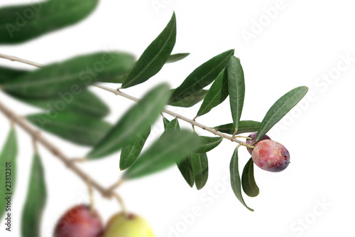 close up shot of an olive tree