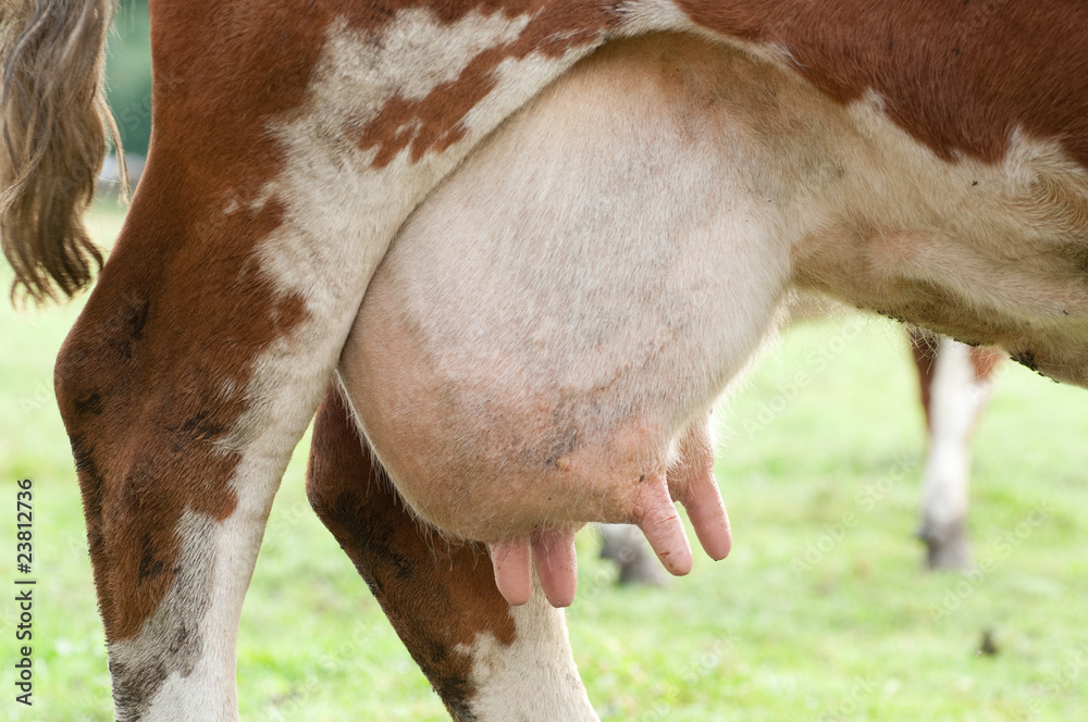 Obraz premium Euter 3