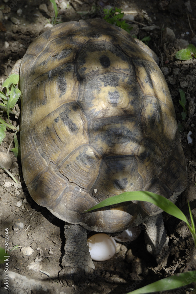 Obraz premium tartaruga depone uova