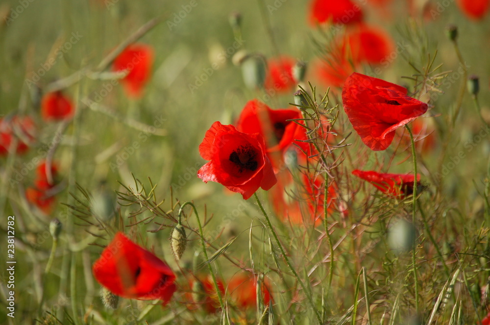 Fototapeta premium Mohn