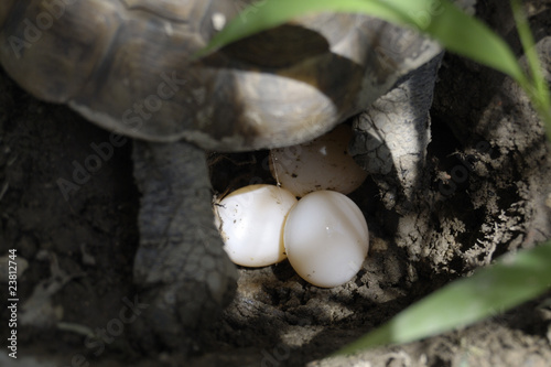 tartaruga depone uova photo