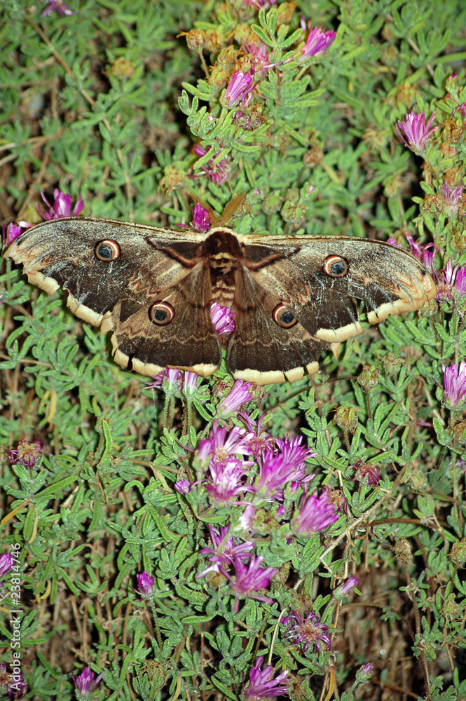 Obraz premium falena