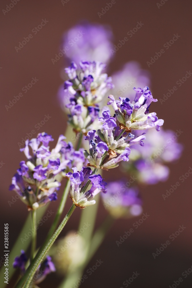 fleurs de lavande fleurs de lavande