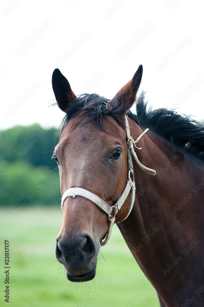 Bay horse portrait