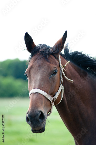 Bay horse portrait © B.G. Photography