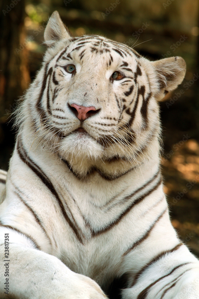 tigre bianca tigre bianca