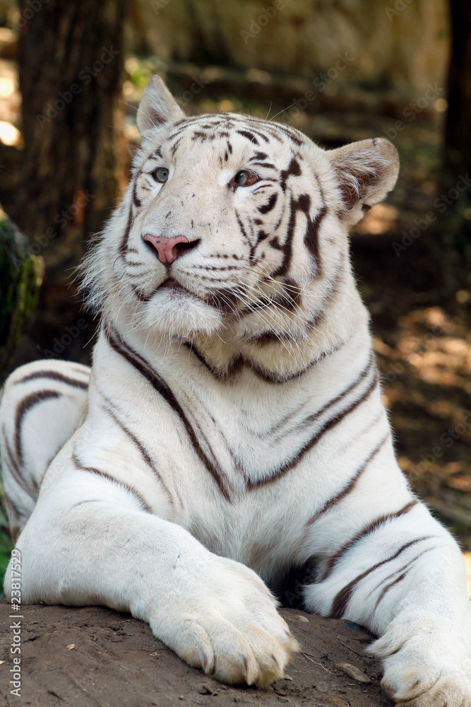 Obraz premium tigre bianca
