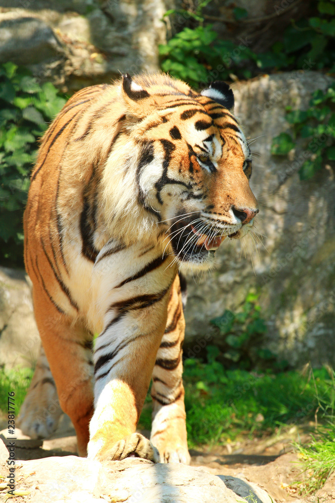 Fototapeta premium tigre