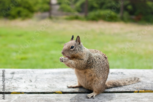 Wild Squirrel photo