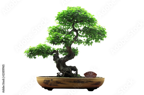 Chinese green bonsai tree Isolated on white background. photo