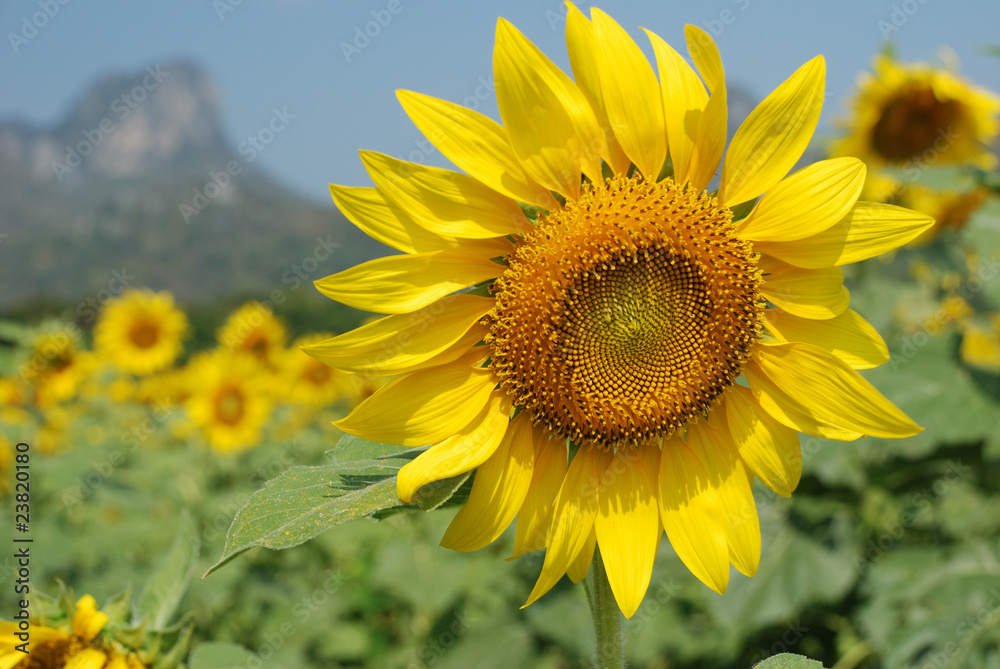 Sunflower Sunflower