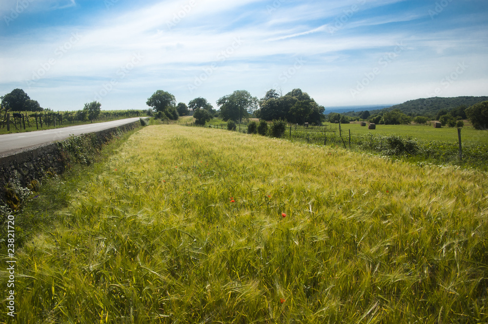 Obraz premium Wheat field