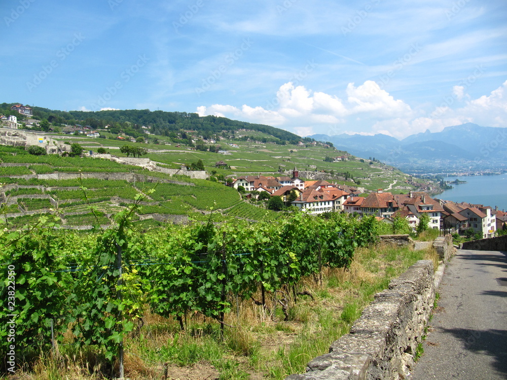 Naklejka premium Vineyards in Lavaux