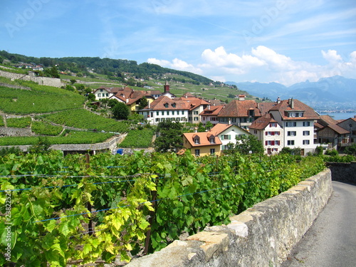 Vineyards in Lavaux photo