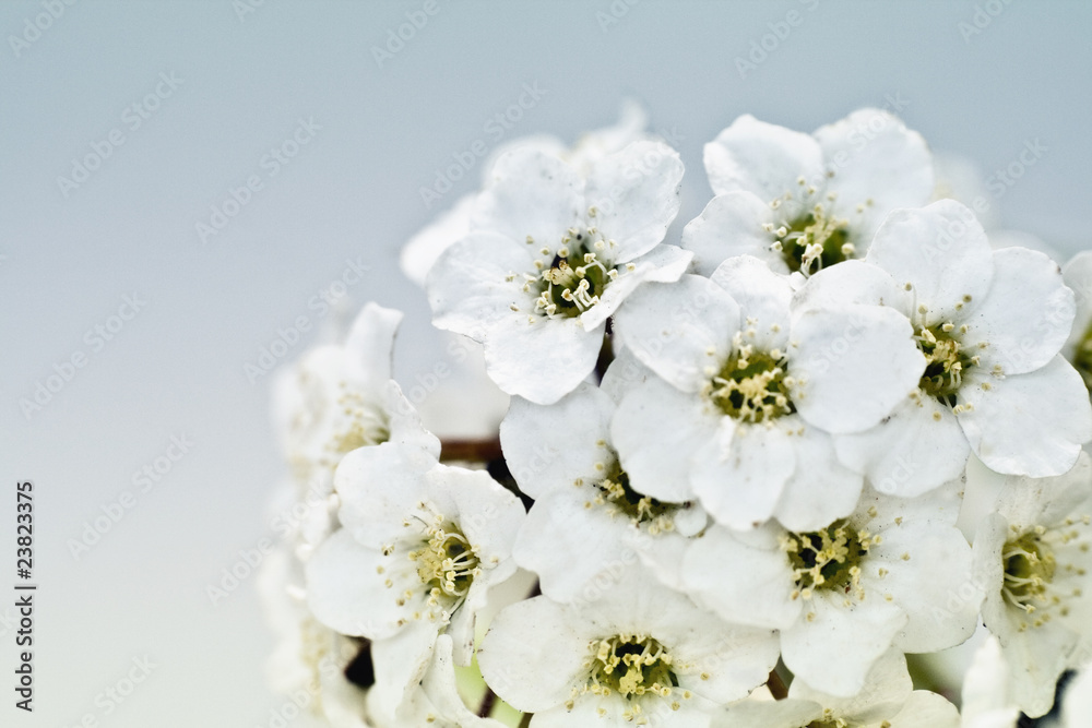 Obraz premium Flower Bouquet