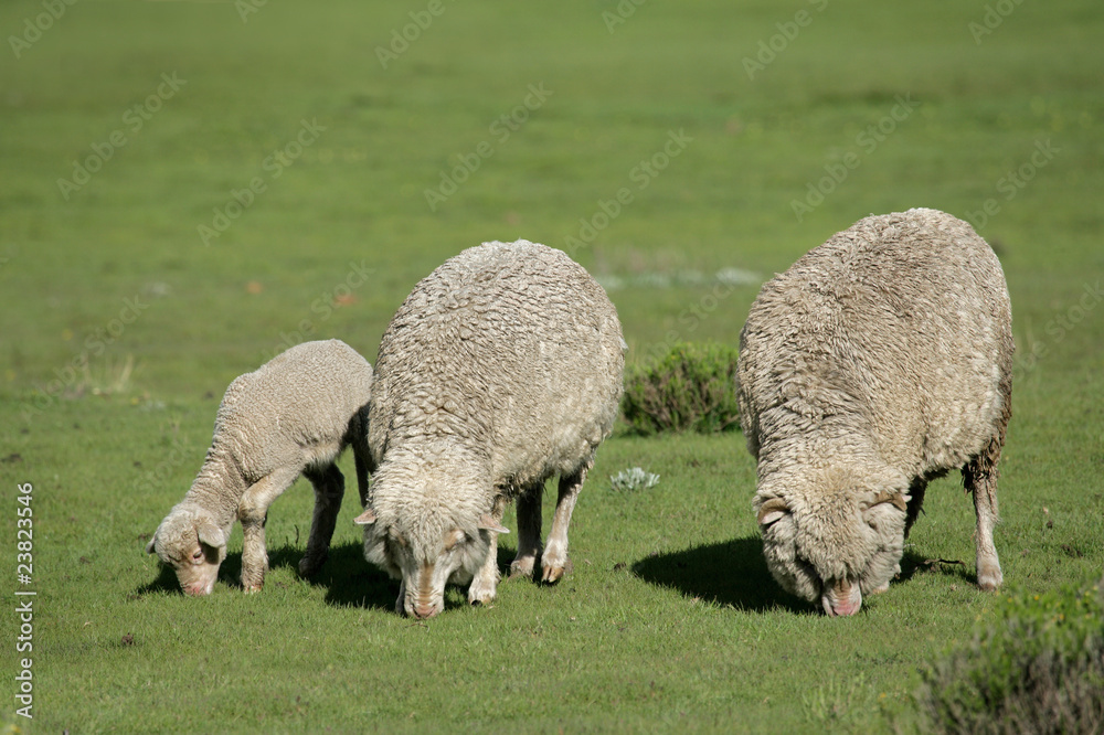 Obraz premium Grazing sheep