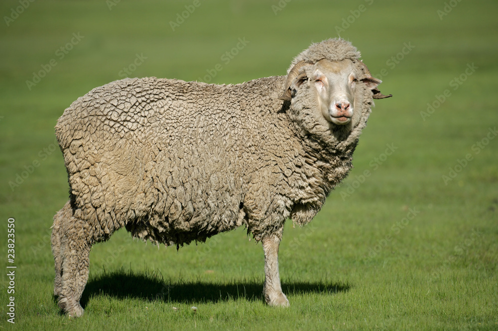Obraz premium A merino sheep standing in lush green pasture