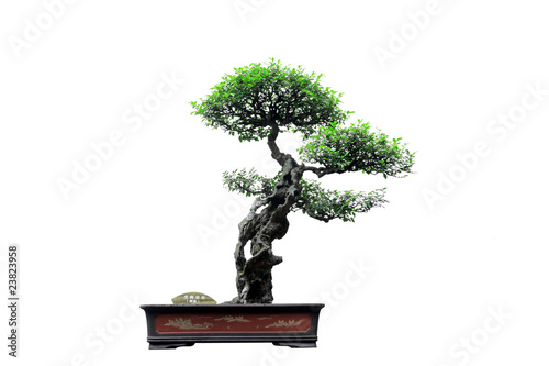 Chinese green bonsai tree Isolated on white background.